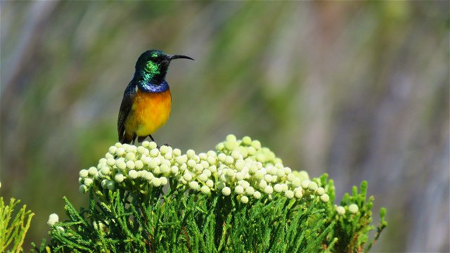 Photographic birding and wildlife safaris in southern africa orange-breasted sunbird