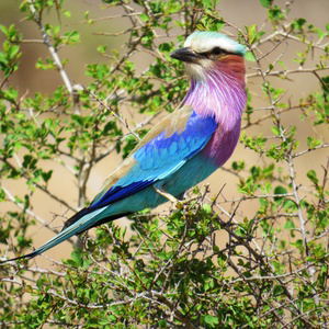 South Africa
