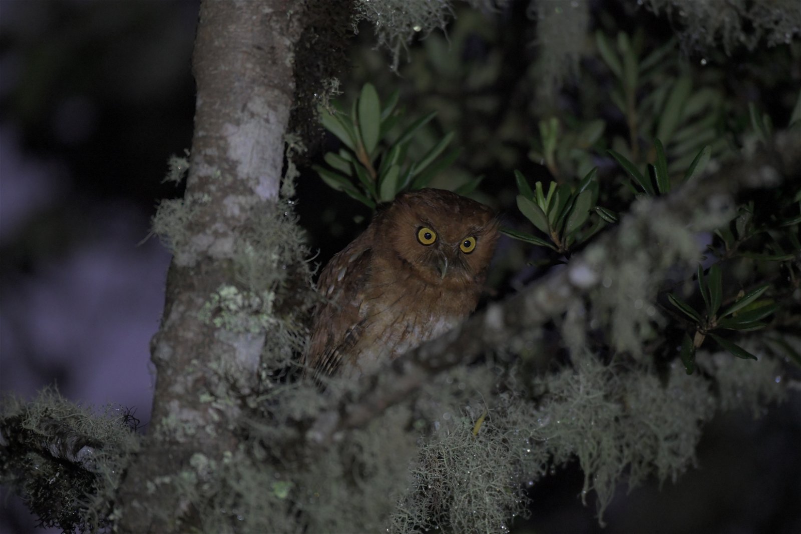 Santa Marta Screech-owl in Colombia