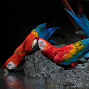 ECUADOR: 19 Days Birding or Photography - Central Ecuador including 5 Days Amazon