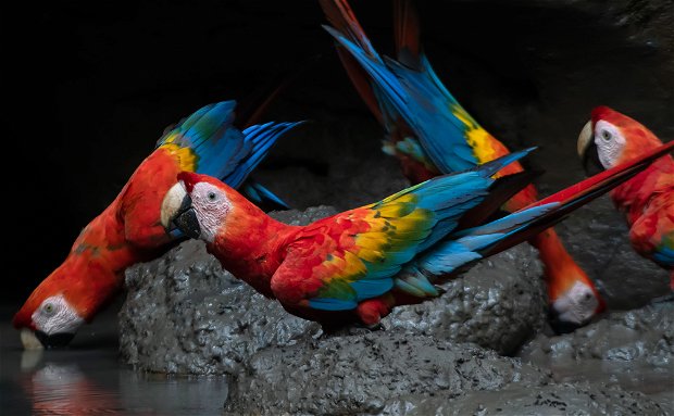 Red-and-blue Macaw Ecuador birding tour