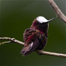 Snowcap Costa Rica Birding Trips