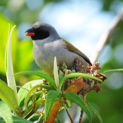 SOUTH AFRICA: Birding - 6 Day Kruger to Canyon