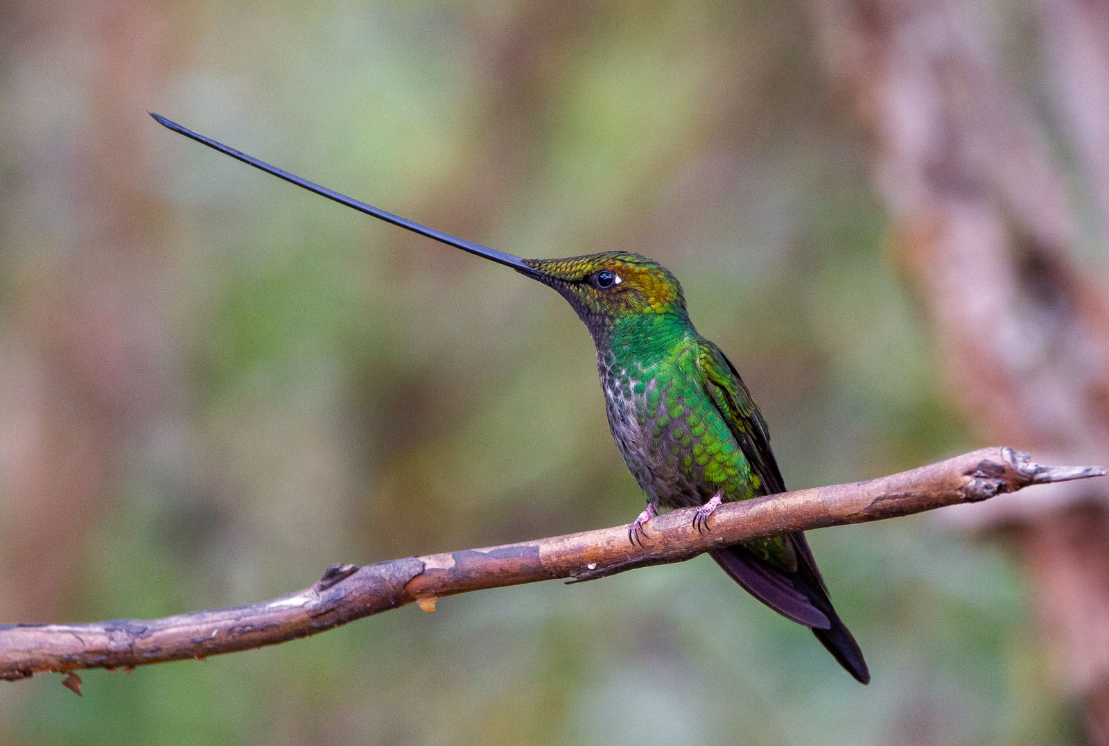 Sword-billed Hummingbird birding trips Ecuador