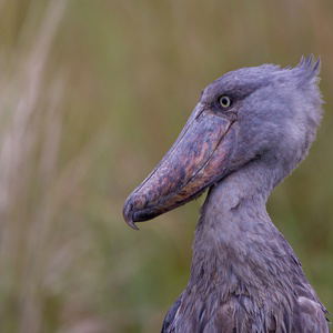Uganda