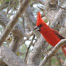 Vermilion Cardinal Colombia Birding Trips