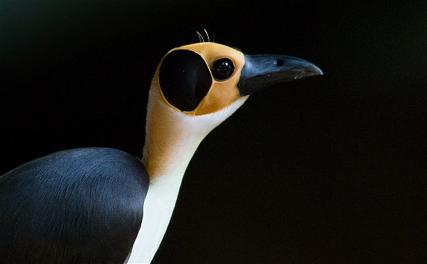 Yellow-headed Picathartes