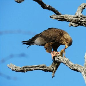 SOUTH AFRICA: Birding - 5 Day Hoedspruit 
