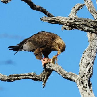 SOUTH AFRICA: Birding - 5 Day Hoedspruit 