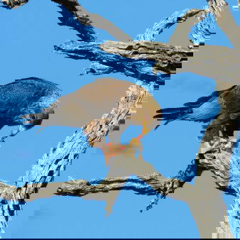 SOUTH AFRICA: Birding - 5 Day Hoedspruit 