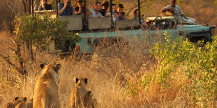 Safari Game Drive