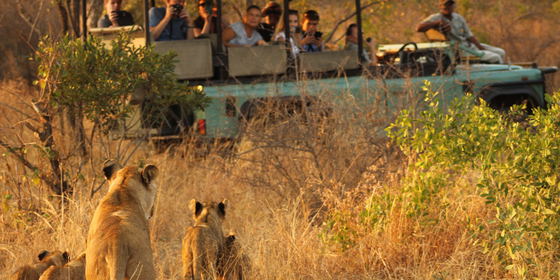 Safari Game Drive 