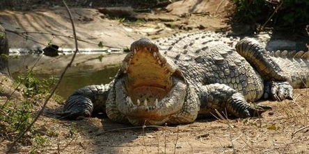 Reptile Park