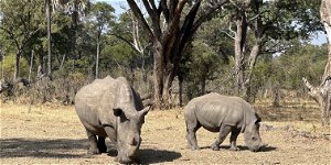 Rhino Walking Safari Livingstone