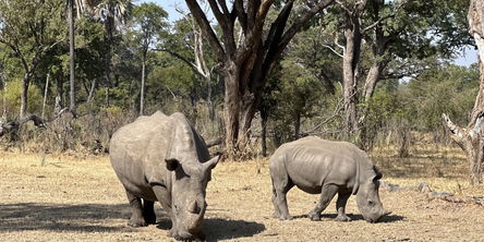 Rhino Walking Safari Livingstone
