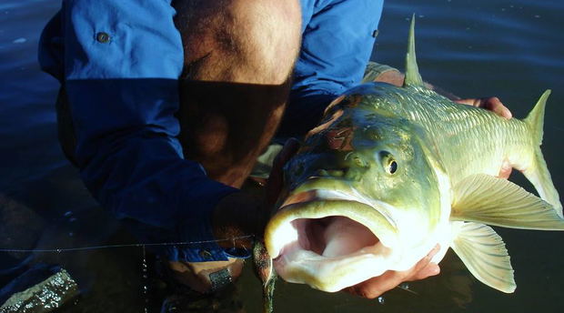largemouth yellowfish fly fishing clinic