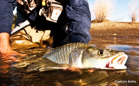 fly-fishing with dry fly on the orange river fly-fishing with dry fly on the orange river