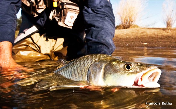 fly-fishing with dry fly on the orange river