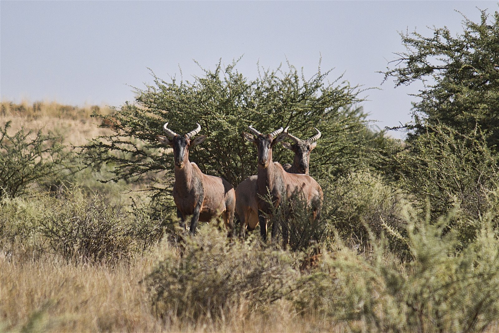 hunting south africa free state kimberley hunting