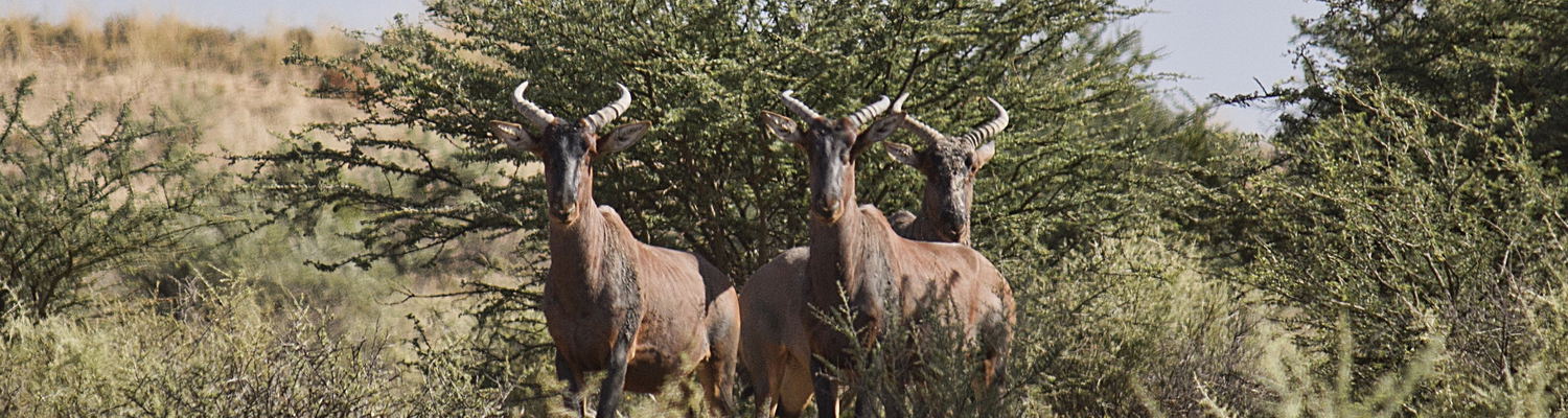 hunting south africa free state kimberley hunting