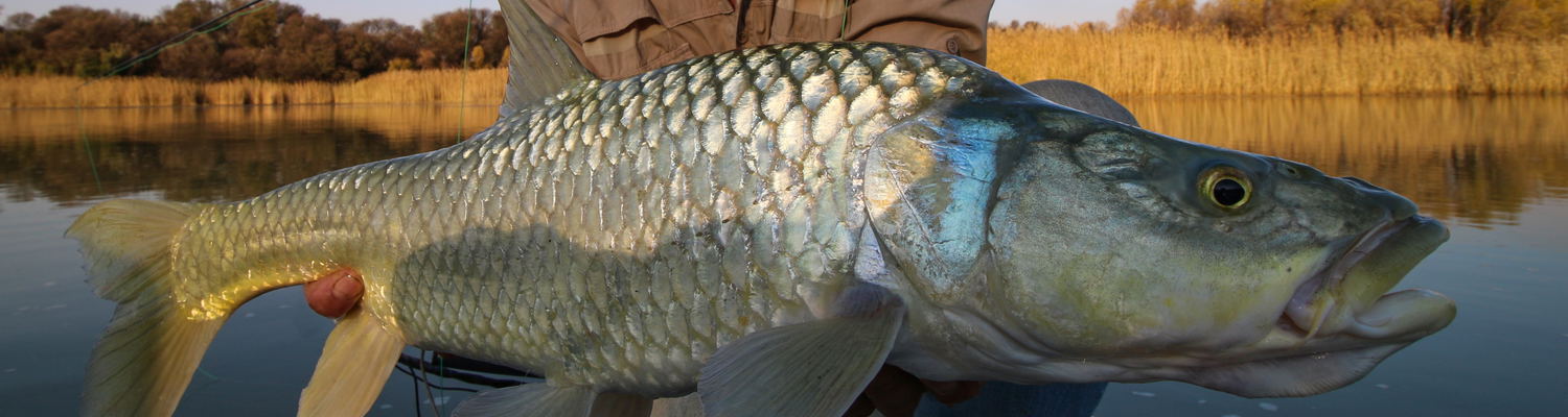 largemouth yellowfish