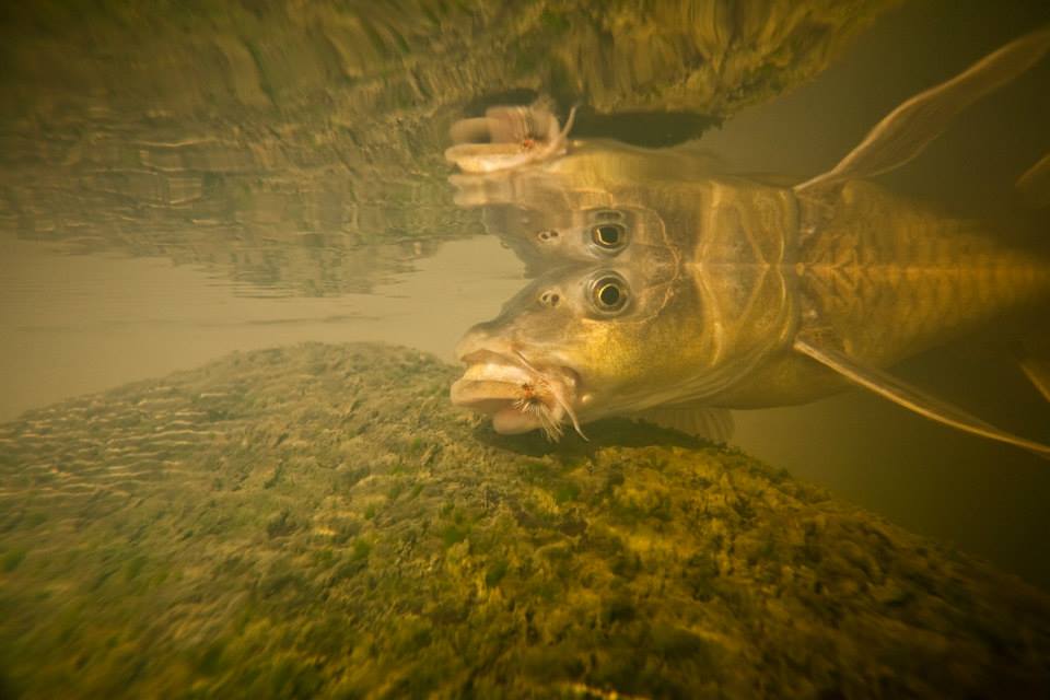 smallmouth yellowfish