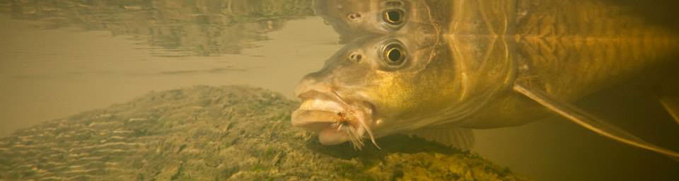 smallmouth yellowfish