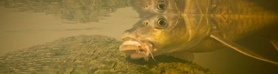 smallmouth yellowfish
