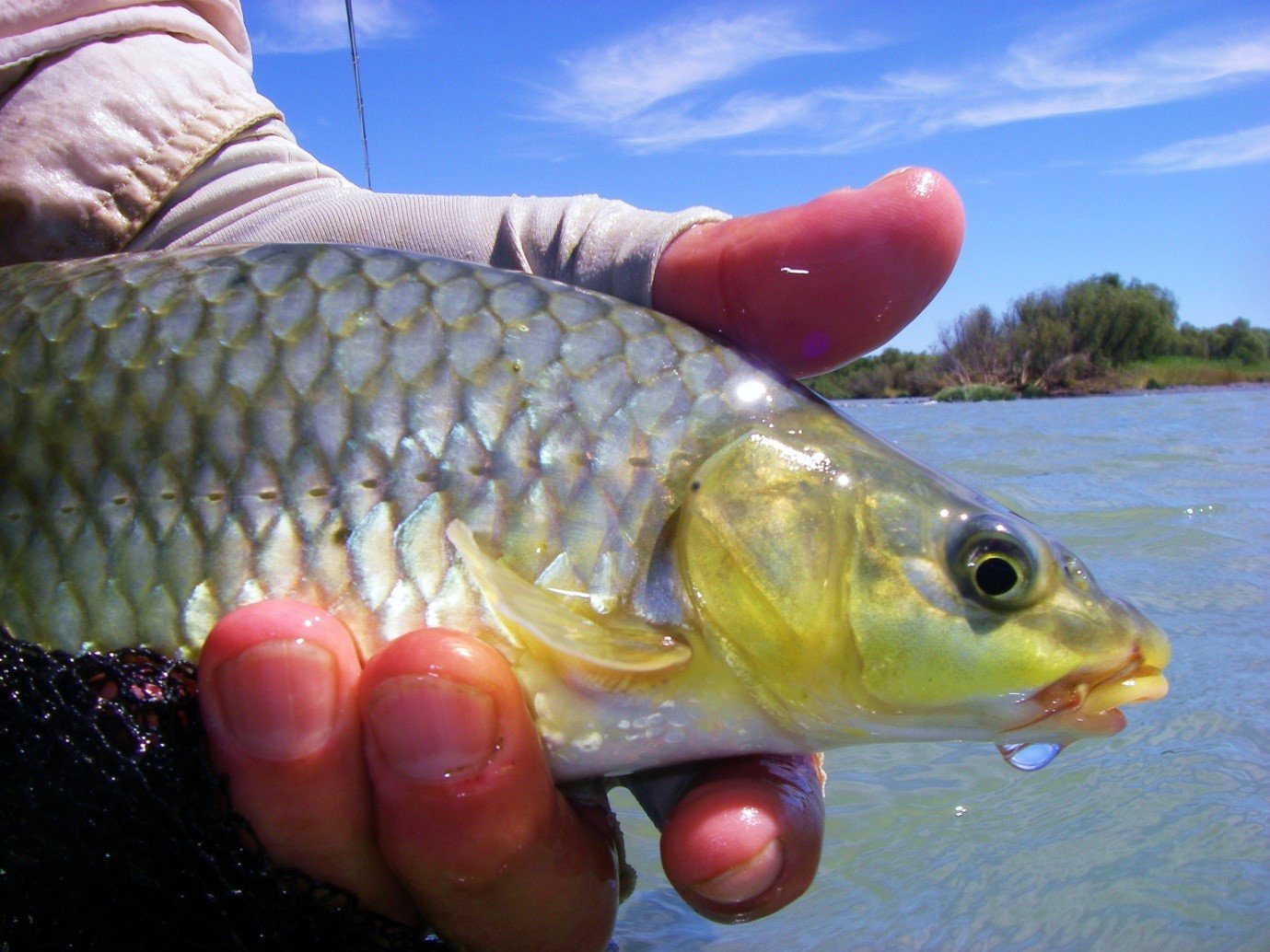 How to differentiate between smallmouth and largemouth yellowfish? - Gkhui  Gkhui River Lodge