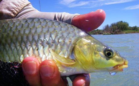 smallmouth and largemouth yellowfish fly fishing