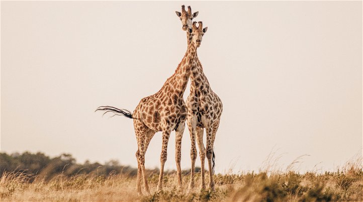 Khui Gkhui River Lodge Wildlife