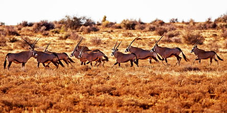 Hunting
