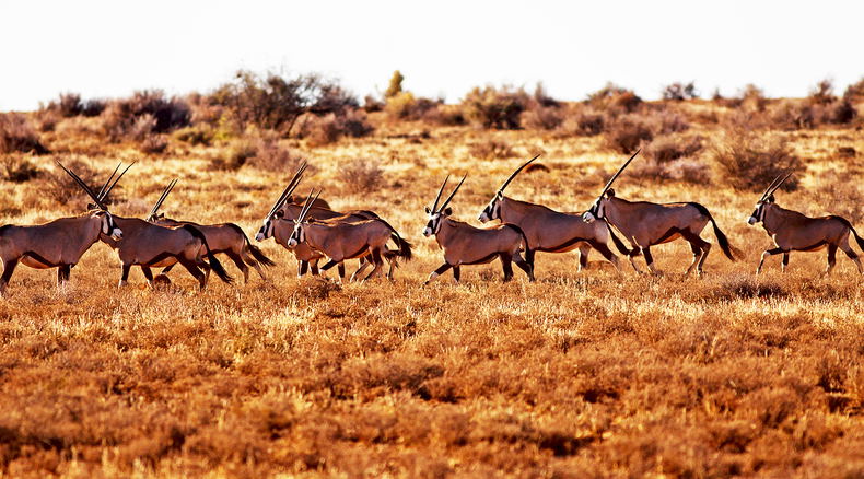 hunting south africa hopetown kimberley hunting south africa hopetown kimberley
