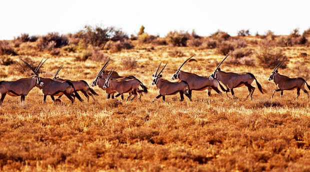 hunting south africa hopetown kimberley hunting south africa hopetown kimberley