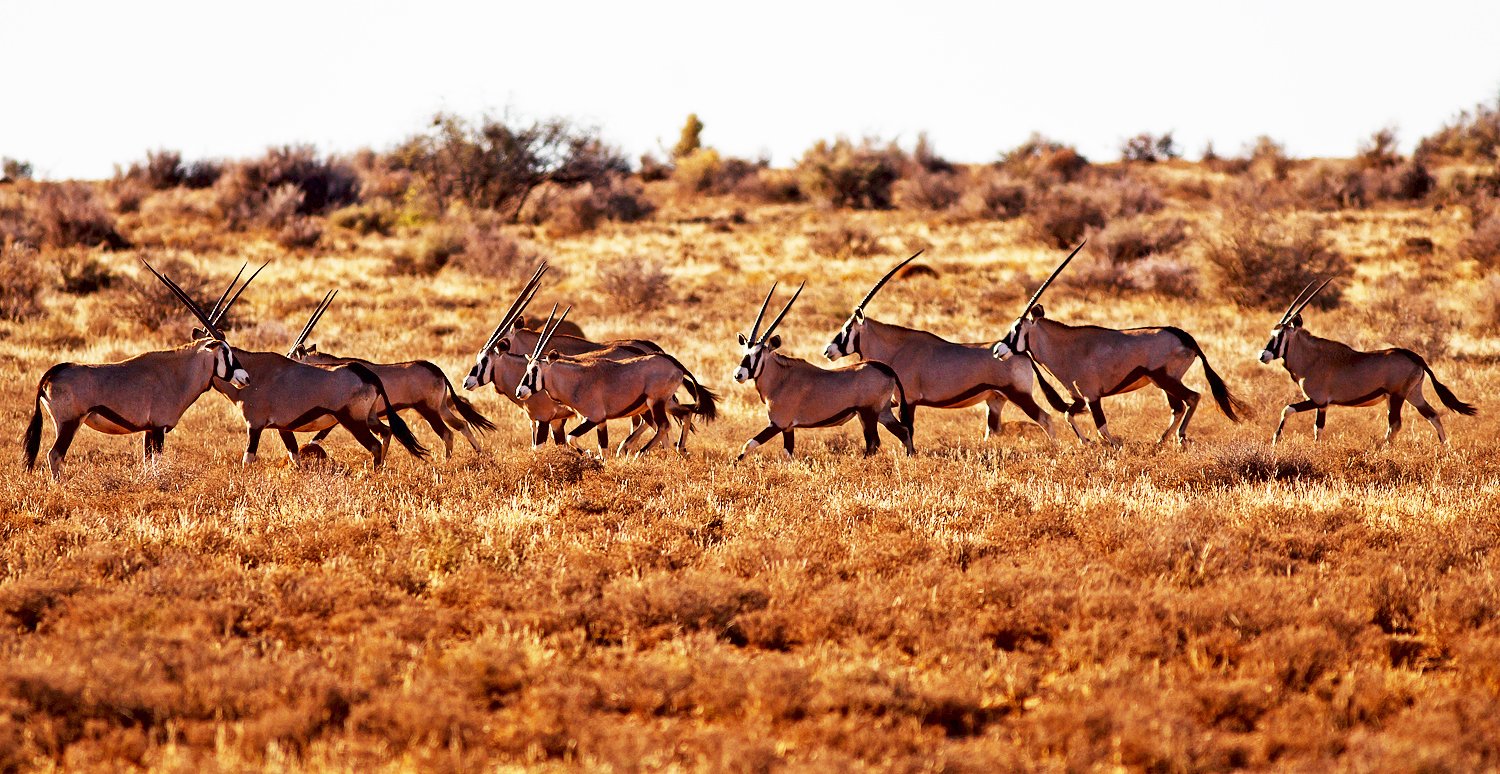 hunting south africa hopetown kimberley