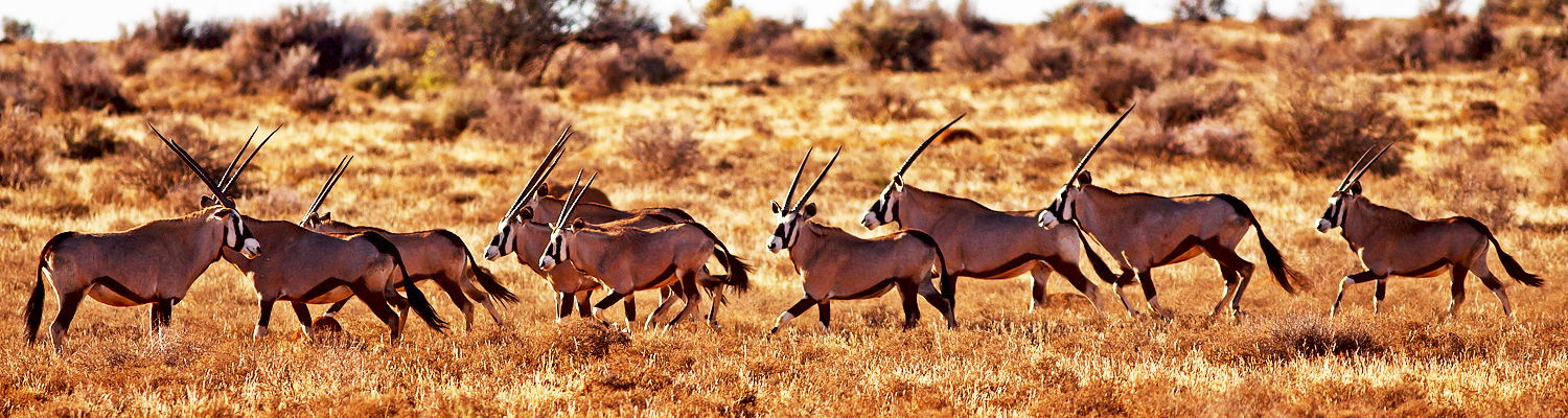 hunting south africa hopetown kimberley