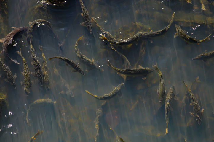 smallmouth yellowfish