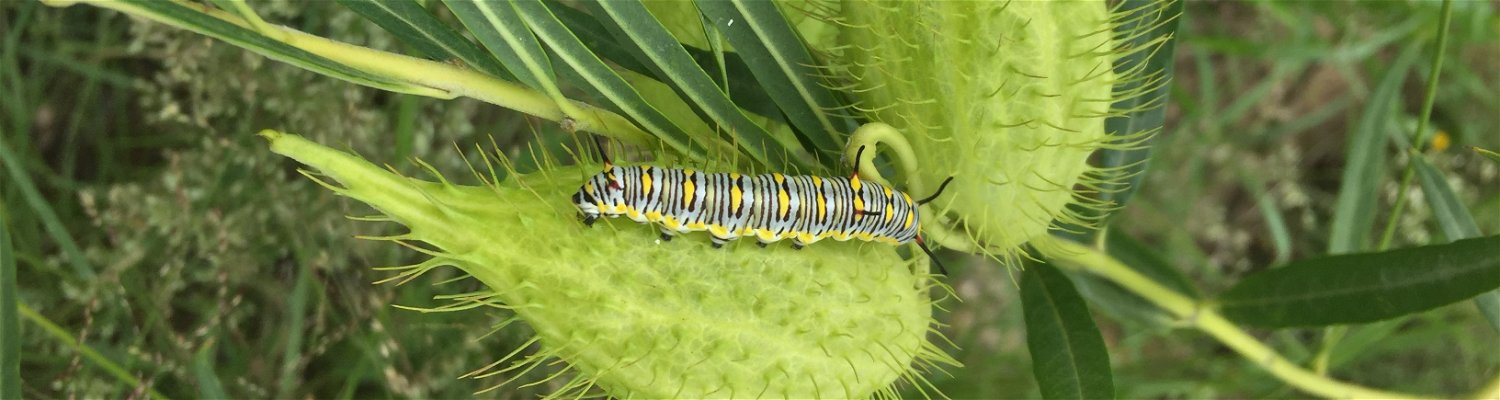 Plain tiger caterpillar on milkweed plant