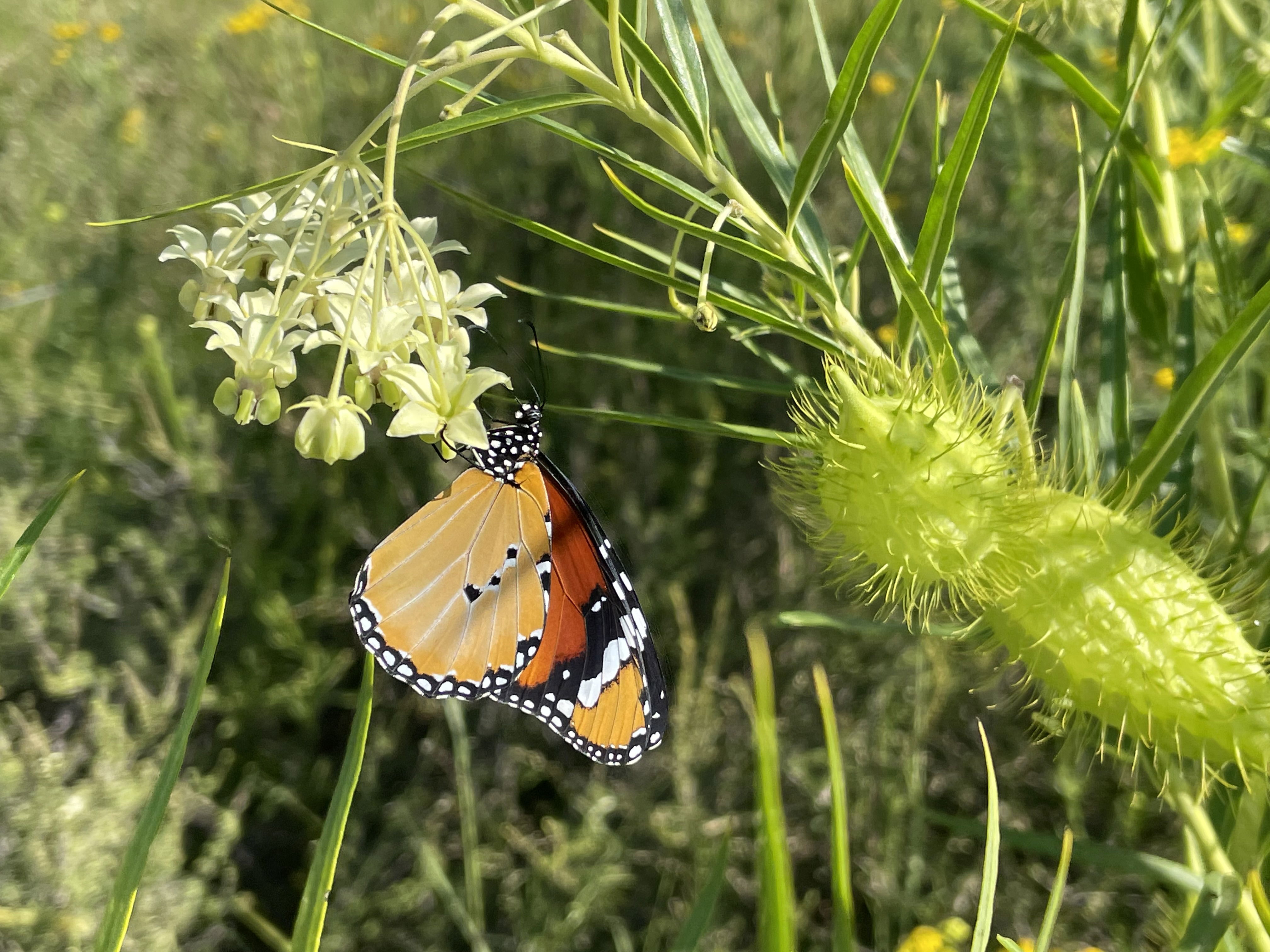 The Tiger Butterfly