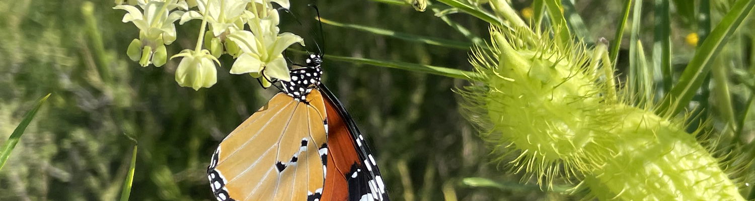 The Tiger Butterfly