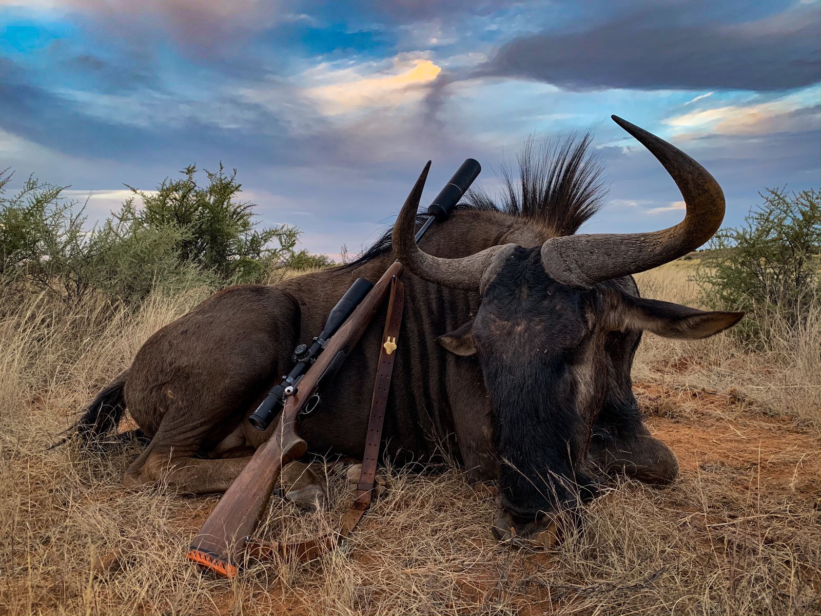 Trophy Wildebees