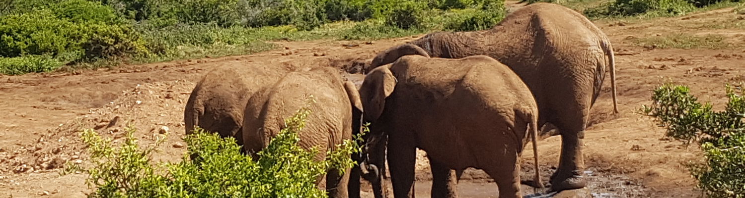 ADDO ELEPHANT NATIONAL PARK