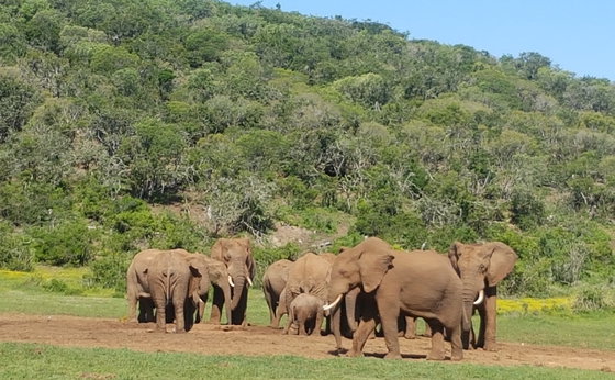 EASTERN CAPE SAFARI