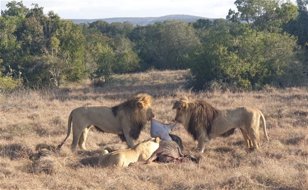 Lions Feeding with Wildbeest 