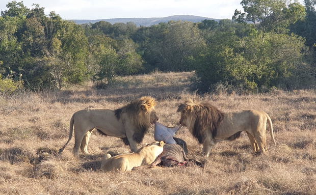 Lions Feeding with Wildbeest Lions Feeding with Wildbeest