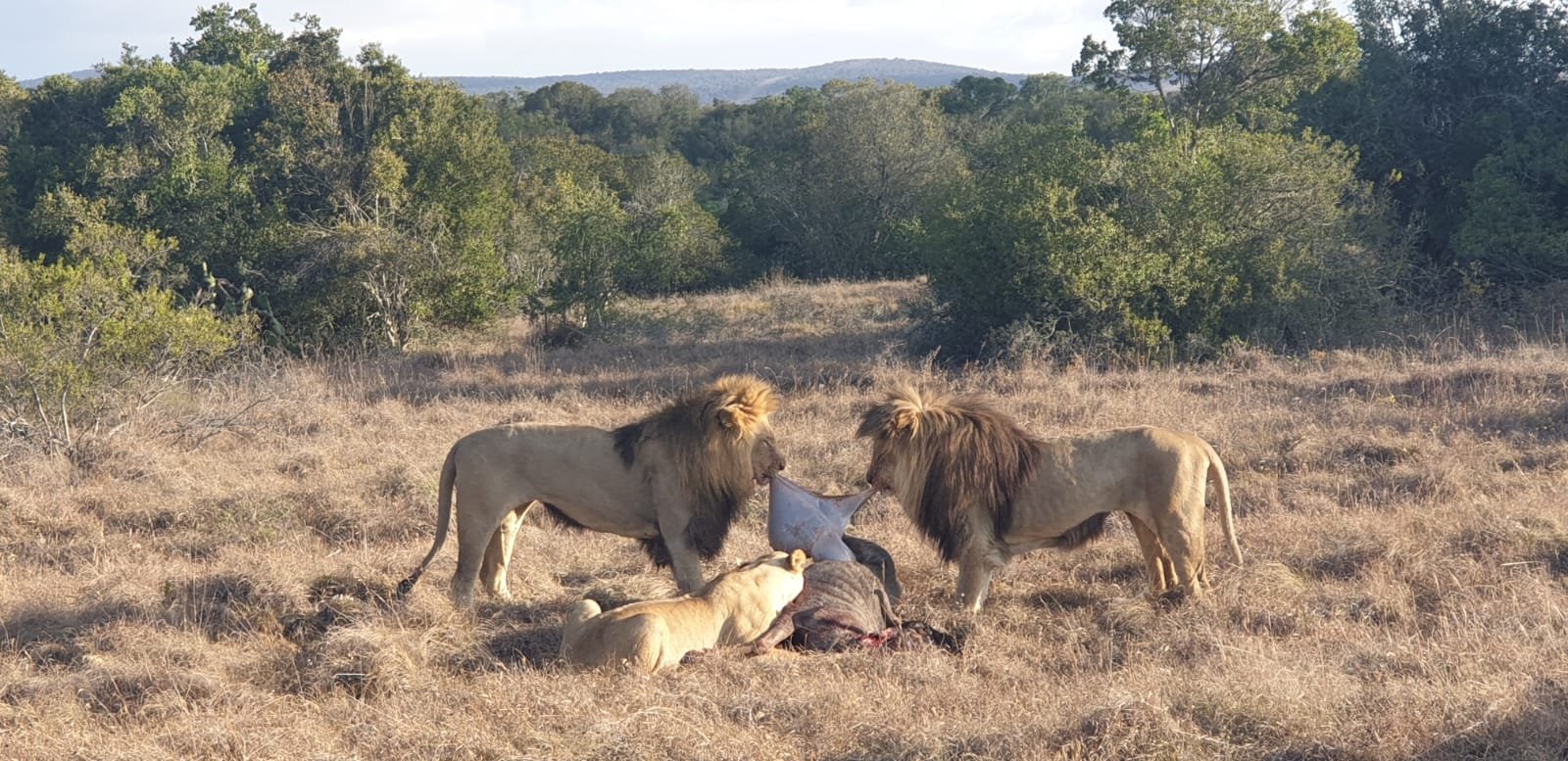 Lions Feeding with Wildbeest