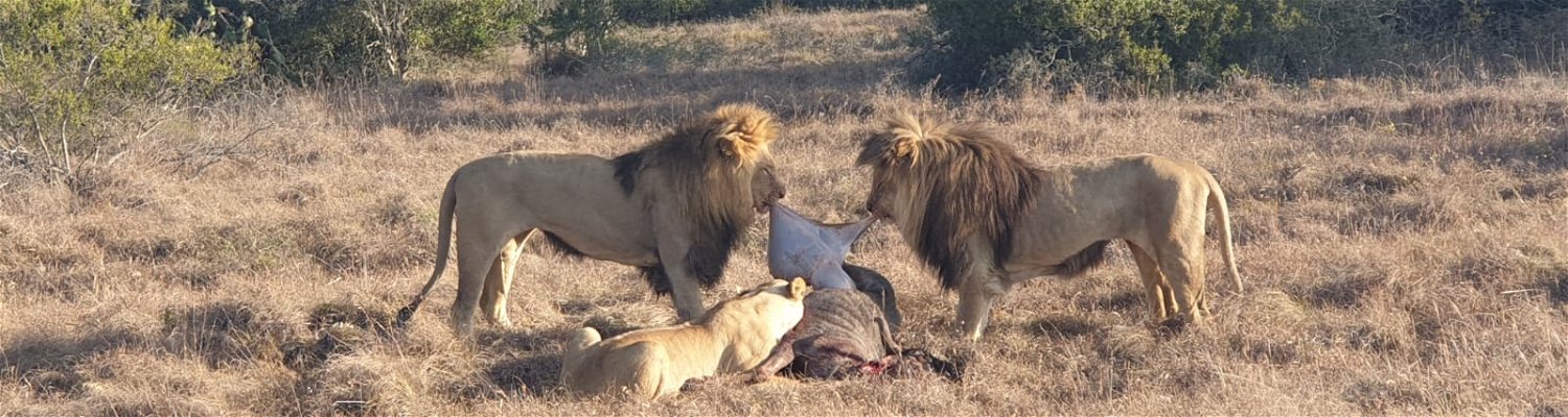 Lions Feeding with Wildbeest