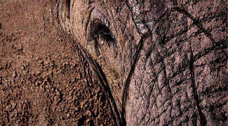 Gareth Patterson, Beyond the Secret Elephants, Knysna Elephants, Knysna Forest, Otang Gareth Patterson, Beyond the Secret Elephants, Knysna Elephants, Knysna Forest, Otang