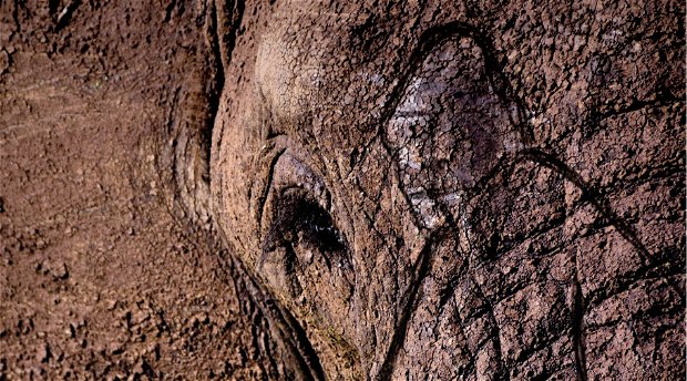 Gareth Patterson, Beyond the Secret Elephants, Knysna Elephants, Knysna Forest, Otang