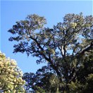 Afrocarpus falcatus CREDIT Zoe Poulsen via iNaturalist